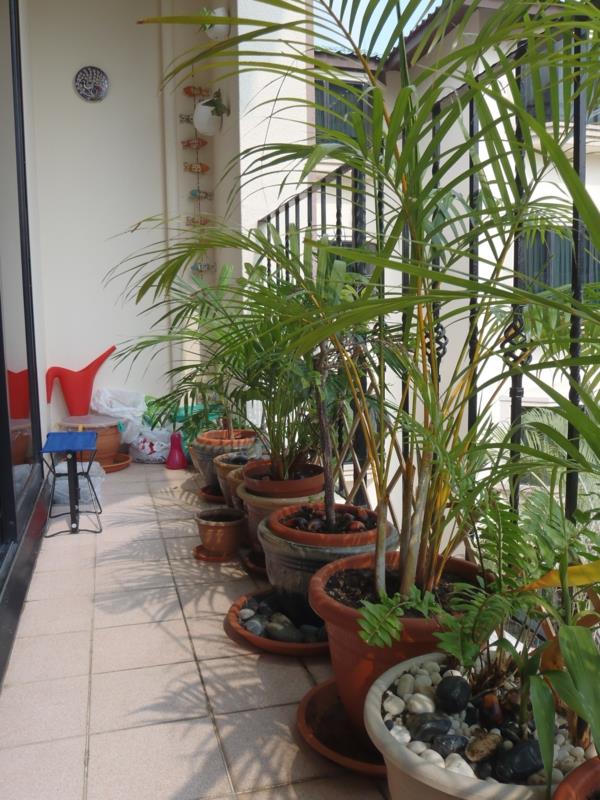 parveke istutus korkeita kasveja parveke suunnittelu singapore tyyliin