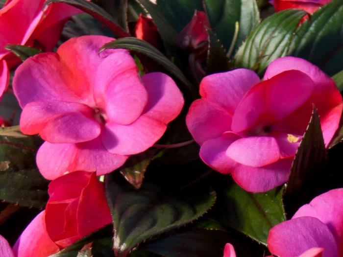 Puutarhakasvit ennakieschen impatiens new guinea