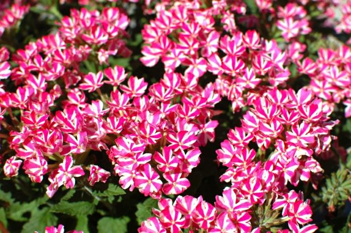 parveke kasvit verbena verbena lajikkeet