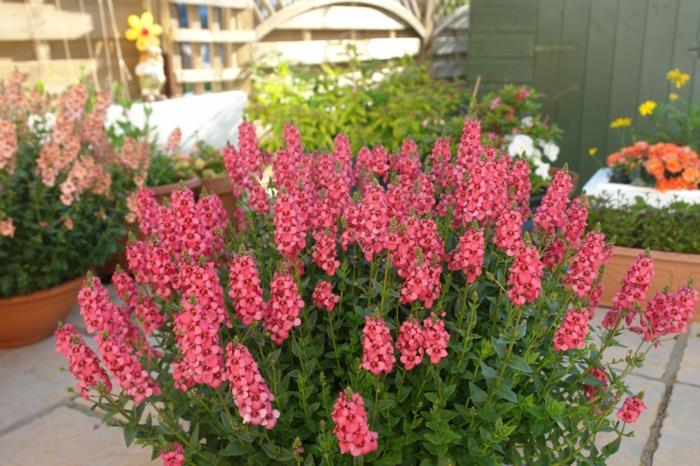 parveke kasvit elfensporn diascia vaaleanpunaiset kukat