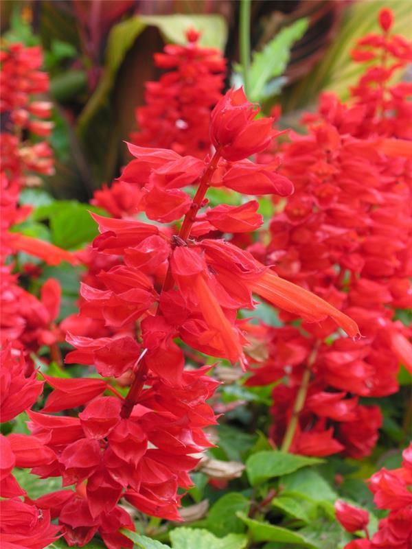 parveke kasvit palo salvia punaiset kukat salvia splendens