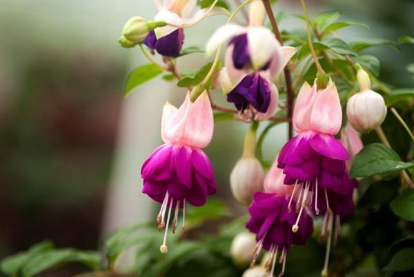 parveke kasvit fuchsias oikukas kukat parveke suunnittelu