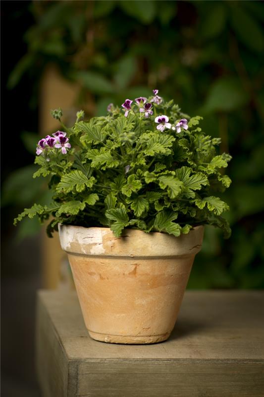 geranium -kukkaruukku kauniita sisustusideoita
