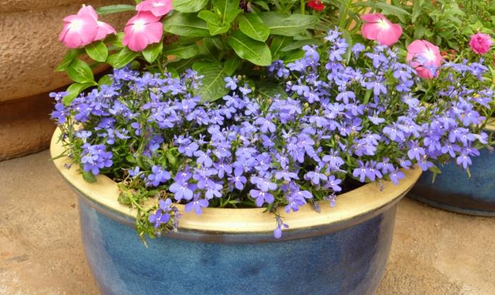 puutarhakasvit puoliksi varjoisa uros lobelia erinus sinisiä kukkia
