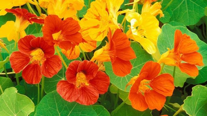 parvekekasvit nasturtium tropaeolum majus keltaoranssit kukat