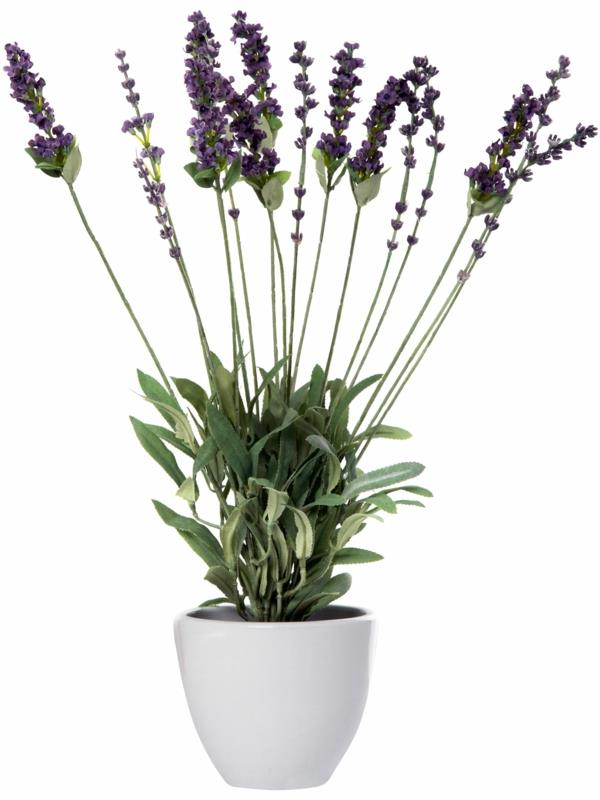 parveke kasvit laventeli valkoinen kukkaruukku parveke