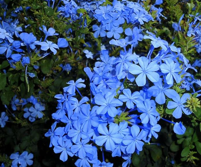 Parveke kasvit varjoisa lyijyjuuri plumbago sinisiä kukkia