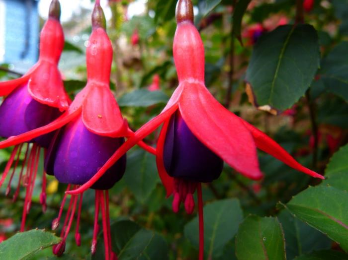 Parveke kasvit varjoisa fuksia violetti vaaleanpunaiset kukat