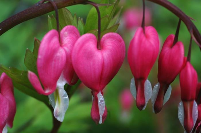 parveke kasvit varjoisa vetinen sydän lamprocapnos spectabilis vaaleanpunaiset kukat