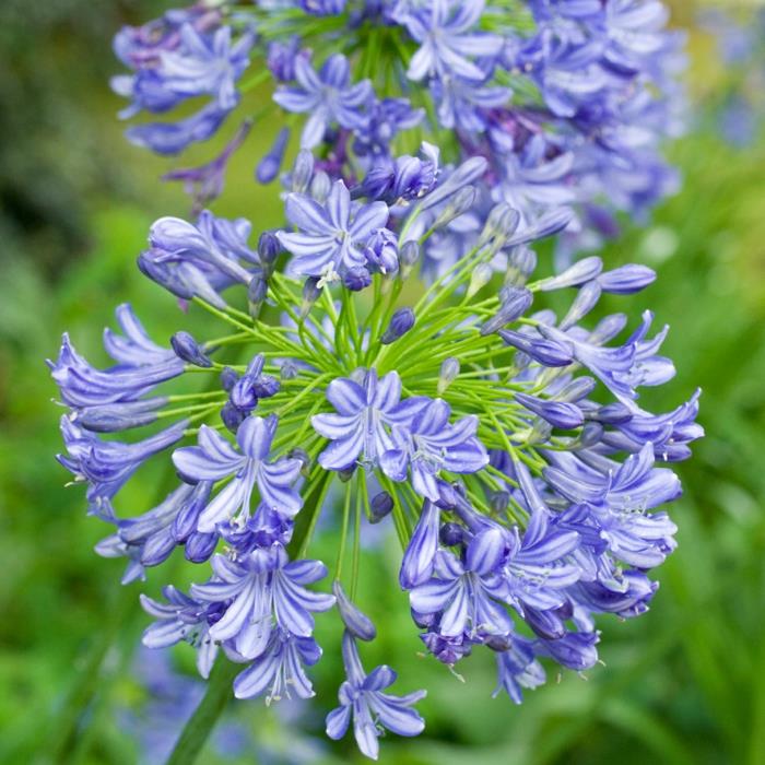 parveke kasvit koriste liljat agapanthus sinisiä kukkia