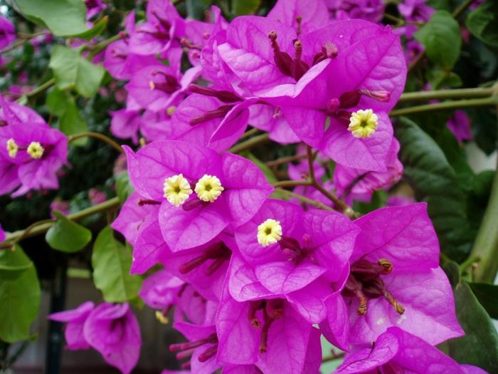 parveke kasvit aurinkoiset kukat bougainville kolminkertainen kukka eksoottinen trooppinen