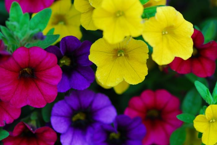parveke kasvit aurinkoisia kukkia miljoonia kelloja calibrachoa