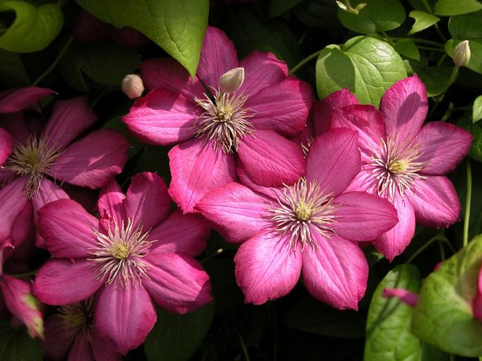 parveke kasvit aurinkoinen klematis hybridi vaaleanpunaiset kukat kiipeilykasvi