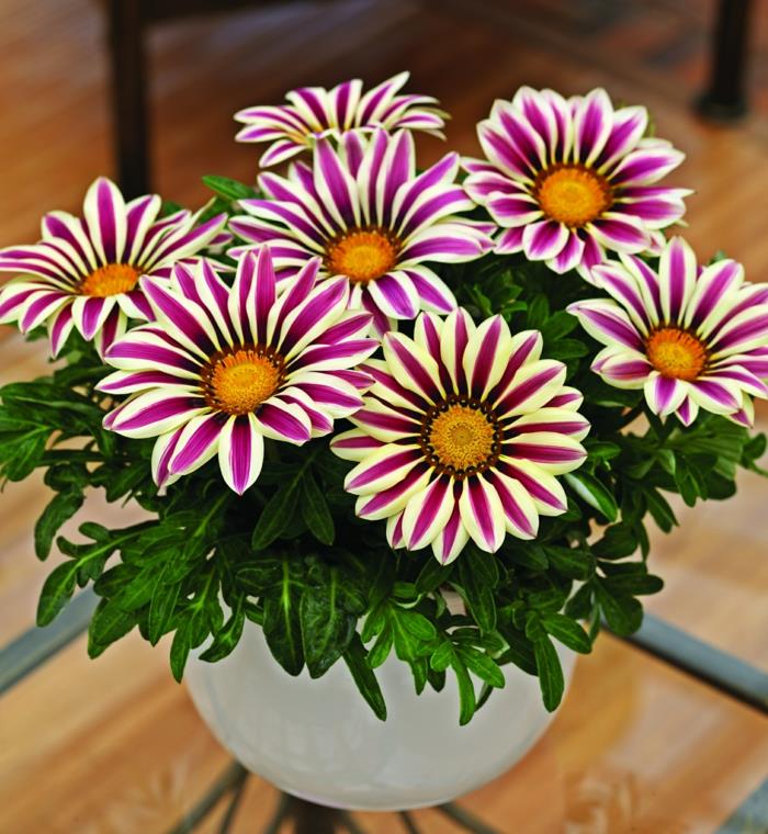 parveke kasvit aurinkoinen keskipäivä kulta gazania