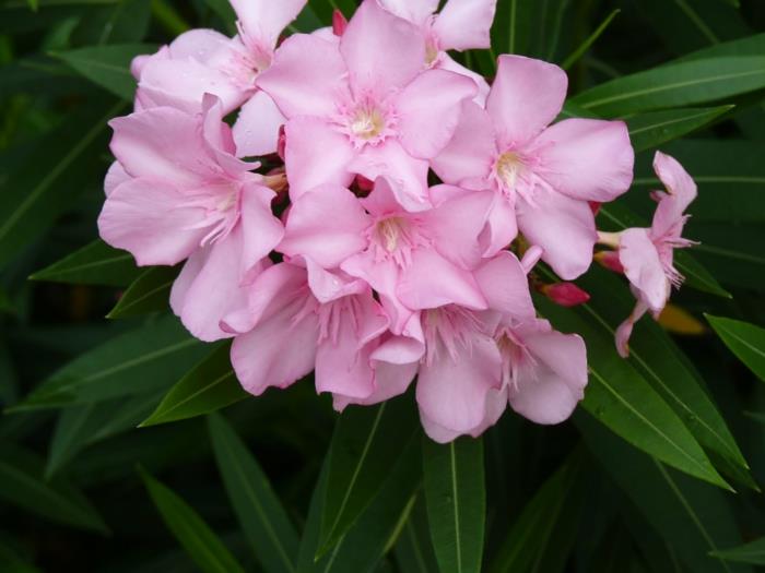 parveke kasvit aurinkoinen nerium oleander vaaleanpunaiset kukat