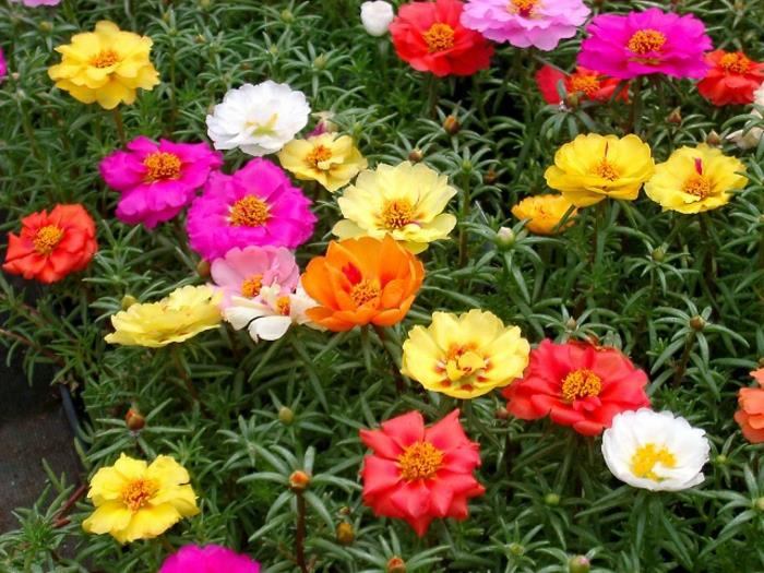 parveke kasvit aurinkoinen portulaca grandflora värikkäitä kukkia