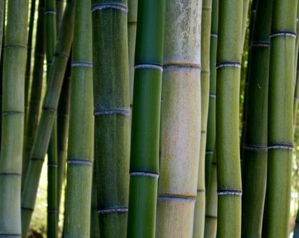 bambu koristelu bambu runkoja rakennusmateriaali kasvi