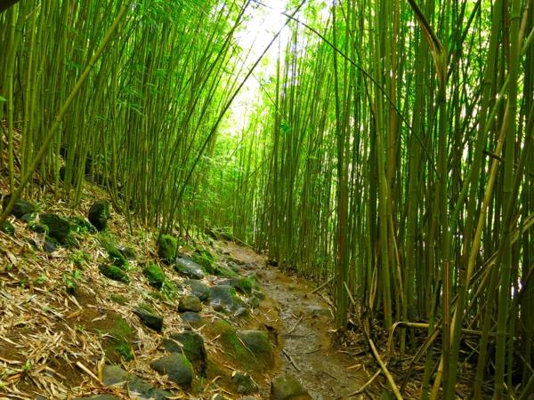 bambu koristelu bambu metsä polku