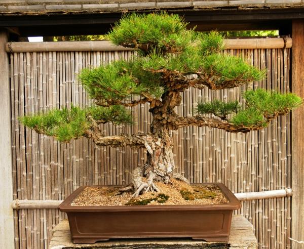 bambu koristelu puutarha -aita bonsai