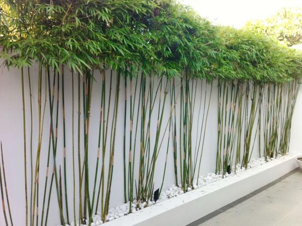 ideoita bambu ämpäri -aidassa