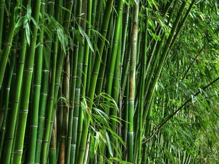 Bambu on ruohon tyyppi