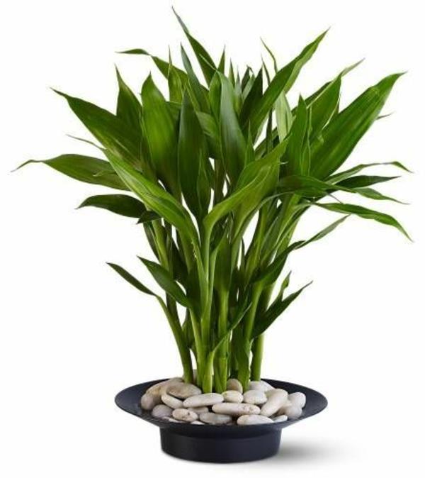 bambu lehdet palm feng shui sisäkasvit