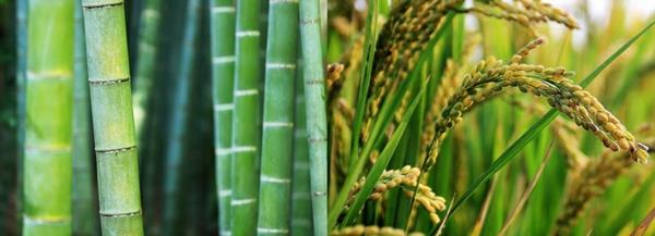 bambu muovinen vaihtoehto mainostuotteille