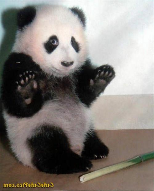 bambu karhu panda söpö söpö