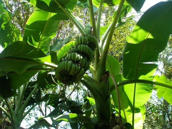 banaani lähellä arvoa oleva banaanipuu