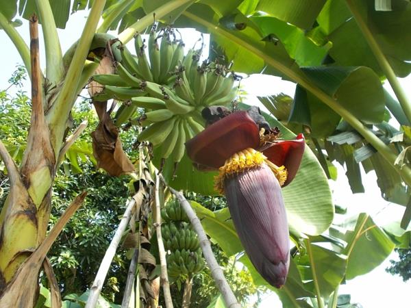 banaaninkukka ruoka trendi terve