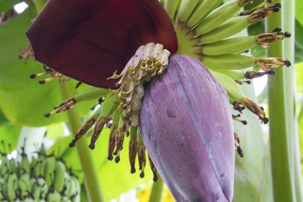 banaaninkukan terveellisen ruoan trendi