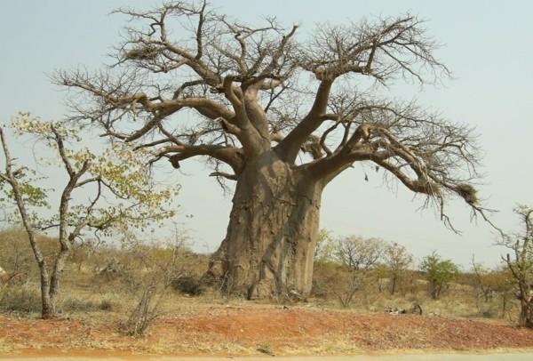 baobab hedelmät suuri puu-kokoa