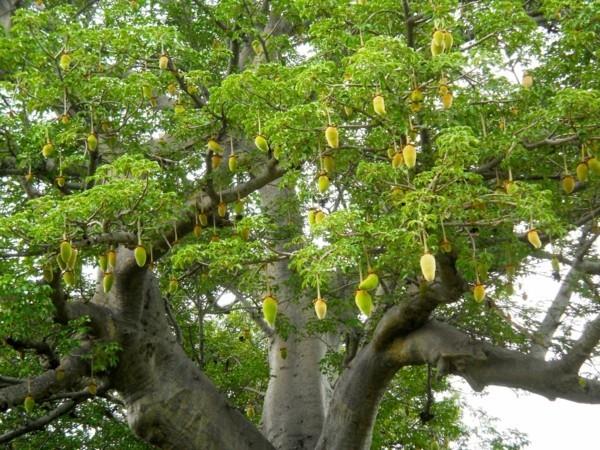 baobab hedelmät suuri puu-koon