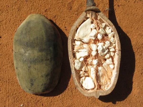 baobabhedelmät kuiva jauhekoon