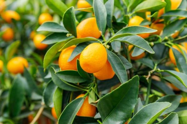 puu kumquat
