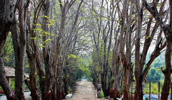 parker-i-gujarat-vansda-nationalpark