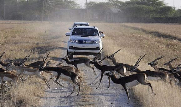 parker-i-gujarat-blackbuck-nationalpark