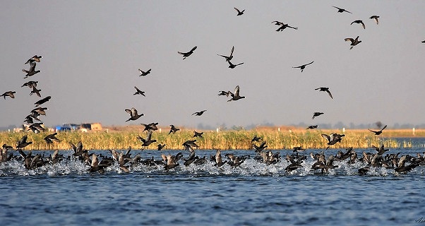 parker-i-gujarat-nalsarovar-fuglereservat