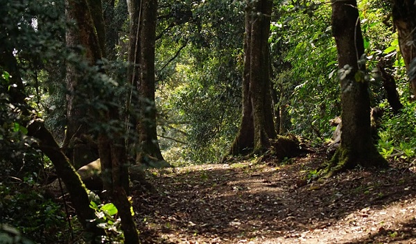 parkok-a-kerala-mathikettan-shola-erdőben