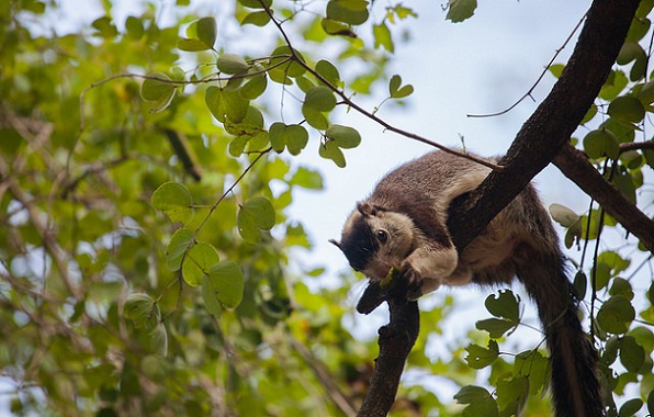 parker-i-kerala-chinnar-wildlife-sanctuary