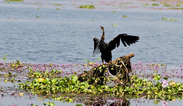 parks-in-kerala-kumarakom-madár-szentély