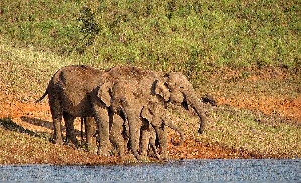 parks-in-kerala-periyar-national-park