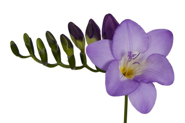 tarkoittaa fresia kauneus violetti kukka