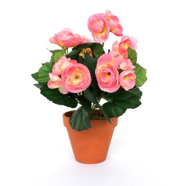 begonia hoito vaaleanpunaiset kukat kukkaruukku