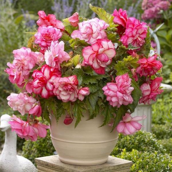 Begonia -puutarha koristaa ulko -ideoita