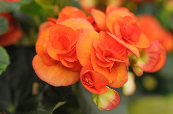 begonia tarkoittaa terveyttä oranssi kaunis sisustusideoita