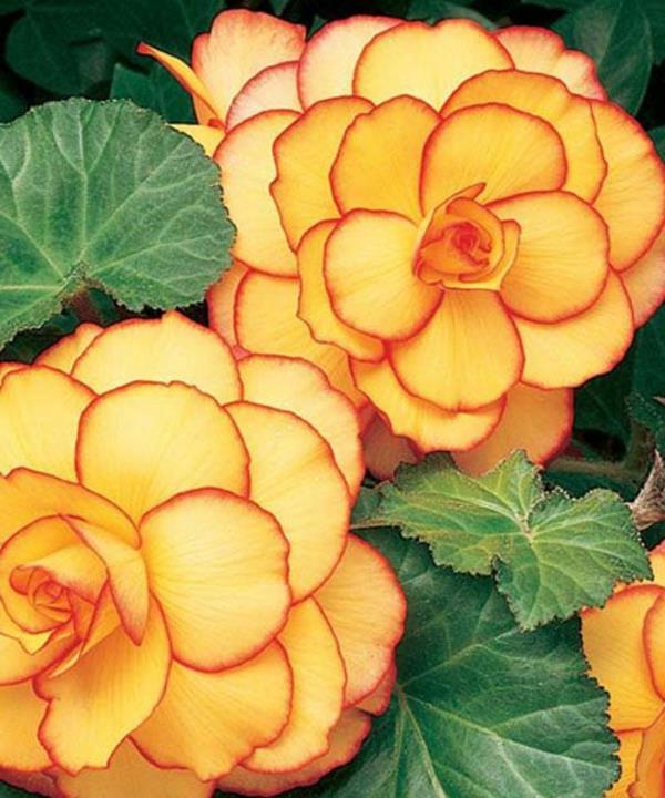 begonia kukkii kauniita värityspuutarhakasveja