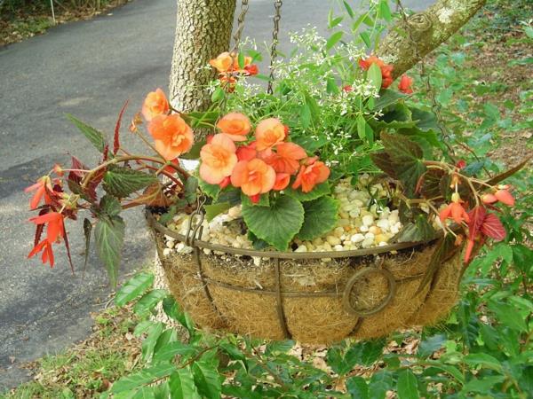 begonia -puutarhakasvien sisustusideoita