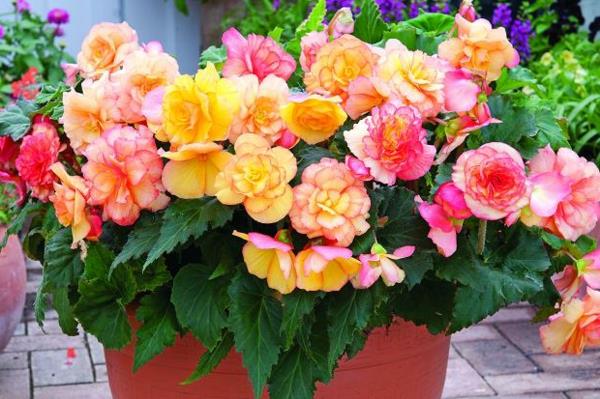begonia hoito värikkäitä kauniita tuoreita koriste -ideoita