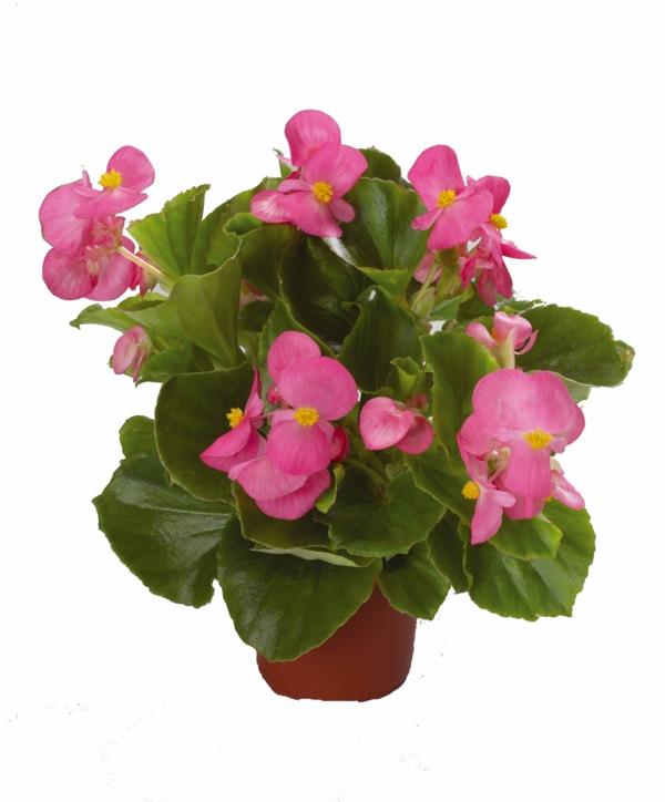 begonia hoito sisustus ideoita vaaleanpunaiset kukat kukkaruukku